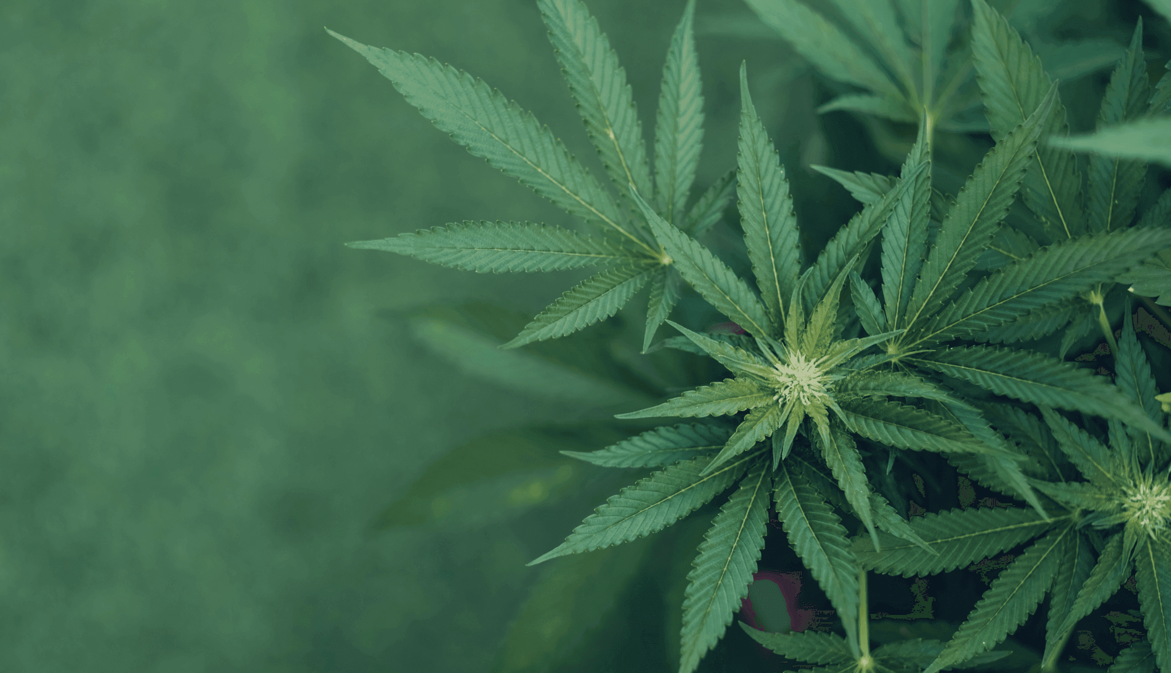 grüne Cannabis Pflanze 