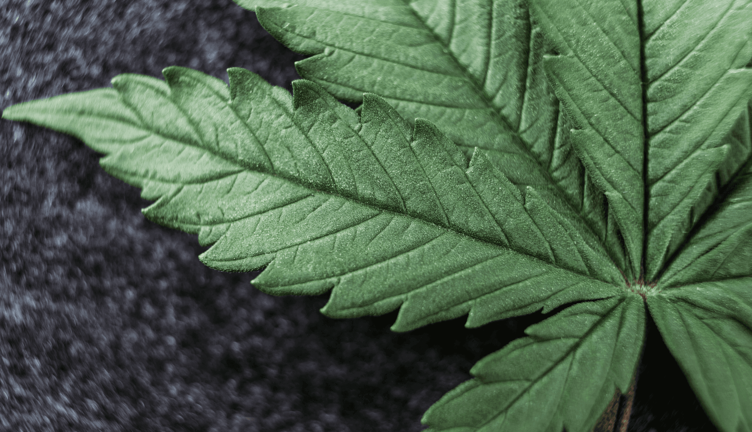 grüne Cannabis Blatt auf schwarzem Hintergrund