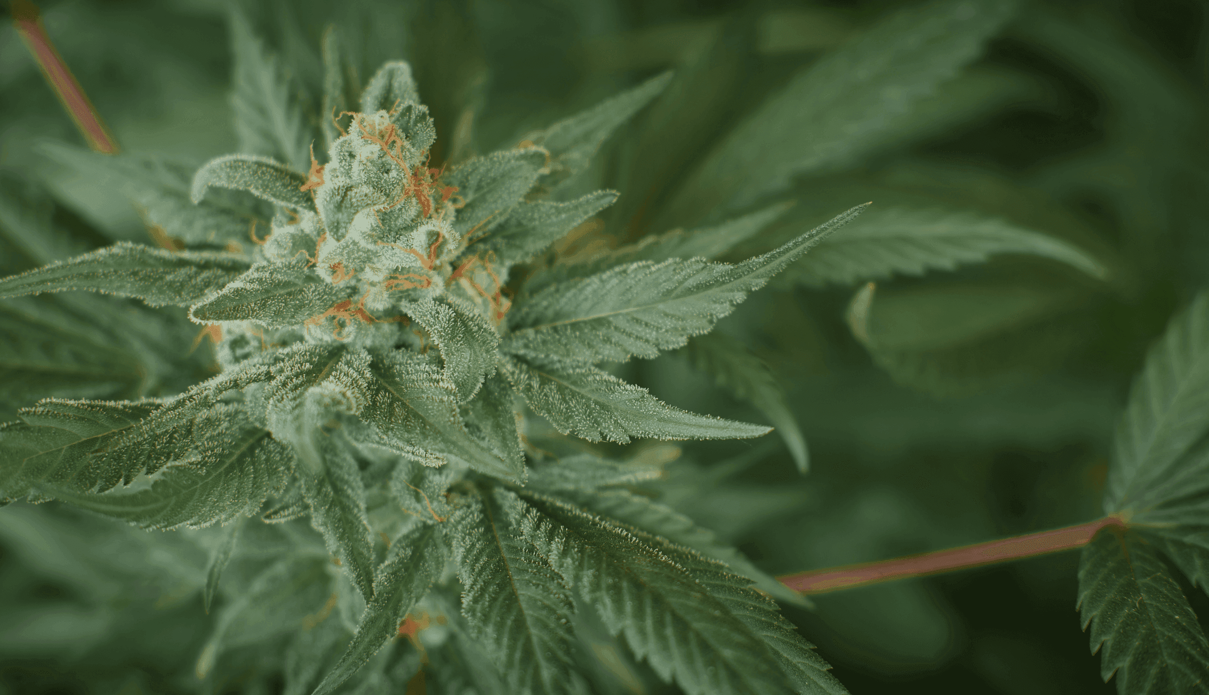 grüne Cannabis Pflanzen Blüte